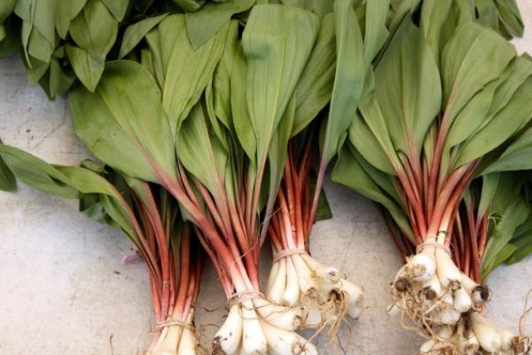 Как восстановить аккаунт на кракене