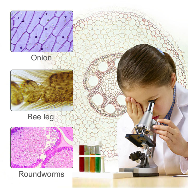 Kraken darknet to run