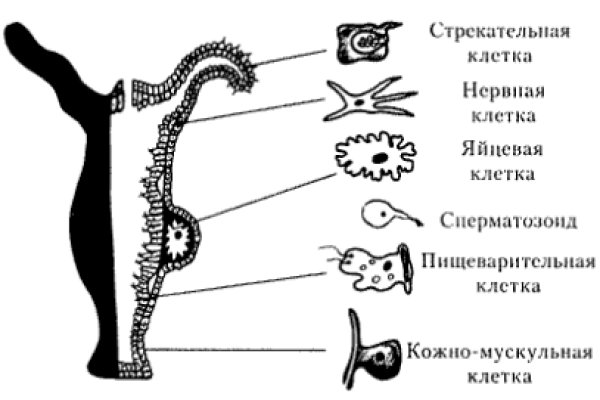 Kraken ссылка kraken014 com